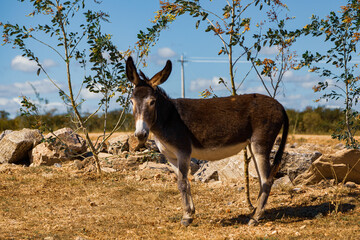 little donkey, burro, jumento no sertão