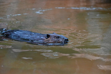 Obraz premium さっそうと泳ぐアメリカンビーバー