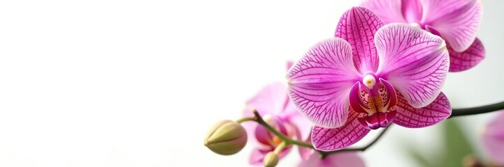 Fototapeta premium Majestic Peacock Orchid with full bloom on white background, garden, flowers, bloom