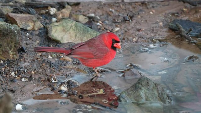 cardinal drink water 