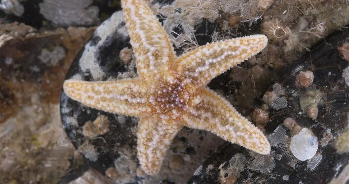 Yuong starfish Asterias rubens under microscope, family Asteriidae. Asteroidea. Size about 3 cm. White Sea