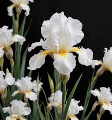 Fototapeta premium Exotic white iris flowers blooming in the center of a black canvas, flower, black