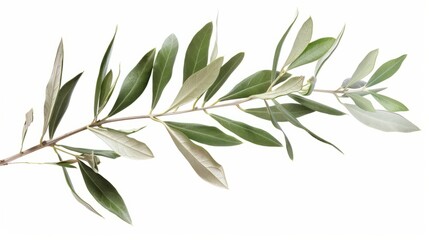 Fresh olive branch leaves isolated on white background close up