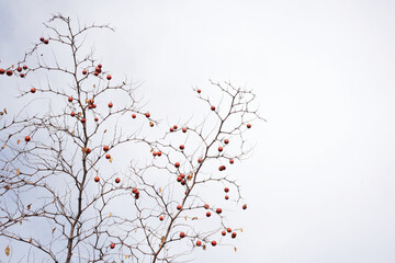 Leafless Ziziphus jujuba (jujube) tree with small dark red fruits on thin branches against a gray-white winter sky