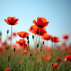 red poppy field