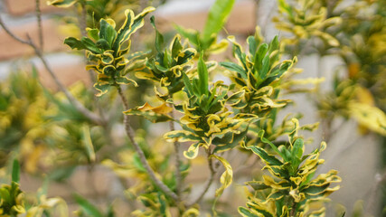 Croton plant or Codiaeum variegatum as an ornamental plant with green and yellow leaves © Wahib