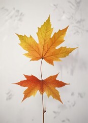 Fototapeta premium Single maple leaf on a plain white background, nature, maple, autumn