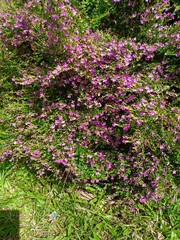 Bug and flowers in the garden