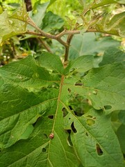 Lady bug on the leaf of a plant.