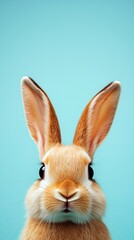 Adorable Orange Bunny Rabbit Close-Up on Minimal Turquoise Background – Cute Animal Portrait for Mobile Phone, Designs and Wallpapers
