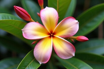 Fototapeta premium Pink and Yellow Plumeria Flower Blooms Beautifully