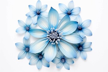  Blue Flower , Isolated white background, flat lay 
