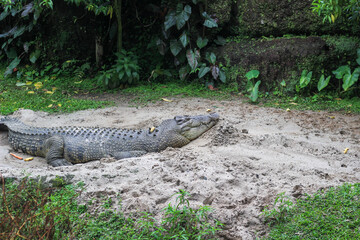 A large crocodile lying on a sandy surface surrounded by lush green plants and moss-covered rocks in a tropical environment.