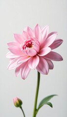 Fototapeta premium Soft pink aster against a stark white background, color, light, pastel