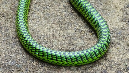 Andaman Green Bronzeback Tree Snake body scales, Dendrelaphis andamanensis, Anderson, 1871, NON VENOMOUS, COMMON. Endemic to Andaman and Little Andaman Islands