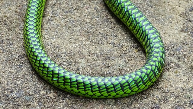 Andaman Green Bronzeback Tree Snake body scales, Dendrelaphis andamanensis, Anderson, 1871, NON VENOMOUS, COMMON. Endemic to Andaman and Little Andaman Islands