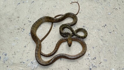 Andaman cat snake full body shot, Boiga andamanensis, Wall, 1909, MILDLY VENOMOUS, COMMON, Endemic to Andaman Islands, India