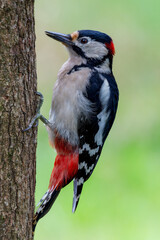 A great spotted woodpecker climbs up a tree trunk. It is a male great spotted woodpecker.