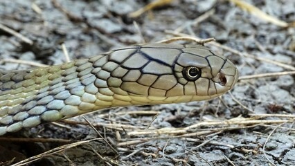 Obraz premium Andaman King Cobra, Ophiophagus hannah, Cantor, 1836, VENOMOUS, UNCOMMON , Andaman Islands, India