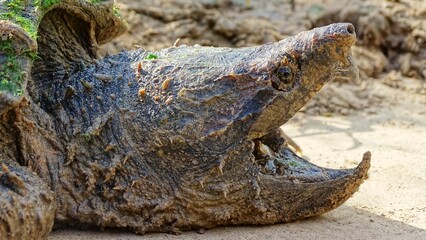 Alligator snapping turtle face closeup, Macrochelys temminckii. Family: Chelydridae. Native to...