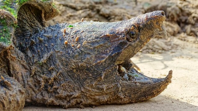 Alligator snapping turtle face closeup, Macrochelys temminckii. Family: Chelydridae. Native to freshwater habitats in the United States. Heaviest freshwater turtles in the world. USA