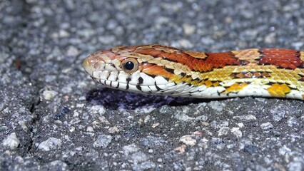 The corn snake head shot. It  is a North American species of rat snake that subdues its small prey by constriction. Found throughout the southeastern and central United States. Pantherophis guttatus
