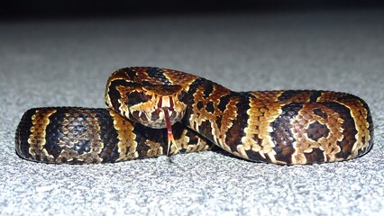 Agkistrodon piscivorus conanti,  Florida cottonmouth or green-tailed moccasin. Pitviper. VENOMOUS. Found in the southeastern United States, particularly in Florida.