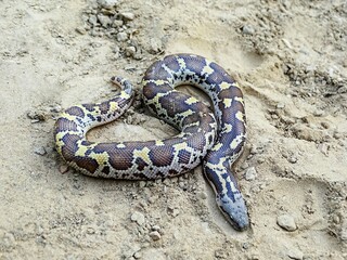 Russell's boa or the rough-scaled sand, Gongylophis conicus. NONVENOMOUS. Endemic to India, Nepal, Bangladesh, Pakistan and Sri Lanka. Chambal region, India