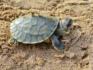 The red-crowned roofed turtle or Bengal roof turtle hatchling, Batagur kachuga is a species of freshwater turtle endemic to South Asia.Critically Endangered. Chambal region, India