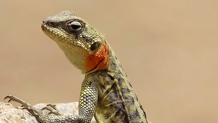 Himalayan agama, Paralaudakia himalayana (Steindachner, 1867). Agamid lizard found in Central Asia and South Asia.¬† Ladakh, India