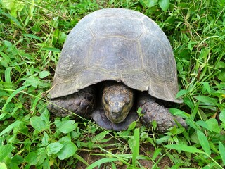 Asian Brown Tortoise, Manouria emys. Family Testudinidae. Species is endemic to Southeast Asia. It is believed to be among the most primitive of living tortoises. Assam, India