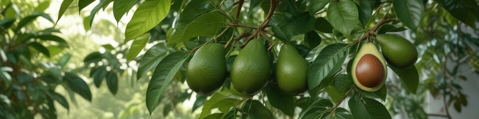 Obraz premium Avocado leaves and fruit together on the tree, botanical, leaf