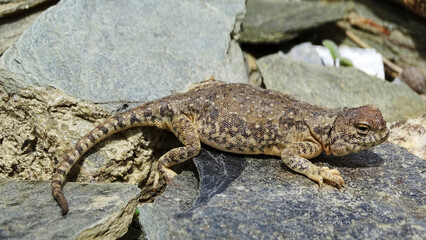 Toad-headed agama, Phrynocephalus theobaldi BLYTH, 1863, Ladakh, India. The species is endemic to Asia.¬†