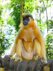 Capped langur, Trachypithecus pileatus, Assam, India. It is native to Bangladesh, Bhutan, India, and Myanmar.
