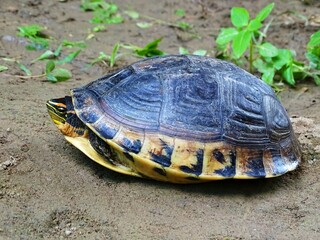 Cuora amboinensis, Malayan box turtle, Assam, India.  Found only in lowland tropical rainforest areas of Southeast Asia. Vulnerable