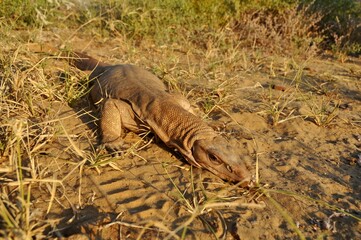 Bengal monitor or common Indian monitor, Varanus bengalensis, Rajasthan, India