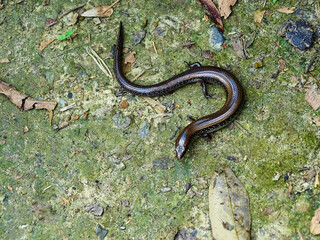 The white-spotted supple skink, Riopa albopunctata , Assam, India