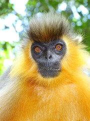 Capped langur, Trachypithecus pileatus, Assam, India. It is native to Bangladesh, Bhutan, India, and Myanmar.