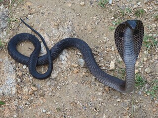 The Indian cobra, also known as the spectacled cobra, Asian cobra, or binocellate cobra, Naja naja, Rajasthan, India. VENOMOUS