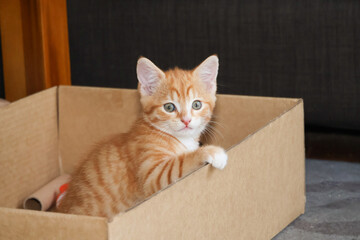 ginger kitten in box