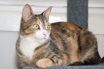 portrait of a calico cat