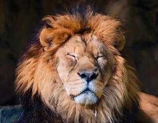 Close-up Photograph of a Sleeping Male Lion