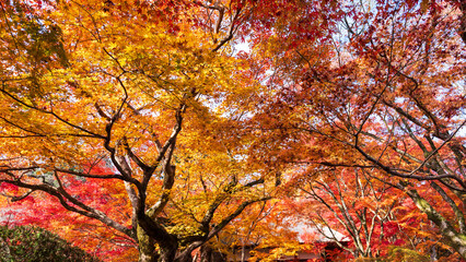 Beautiful Kyoto autumn leaves