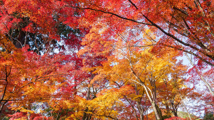 Beautiful Kyoto autumn leaves