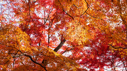 Beautiful Kyoto autumn leaves