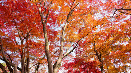 Beautiful Kyoto autumn leaves