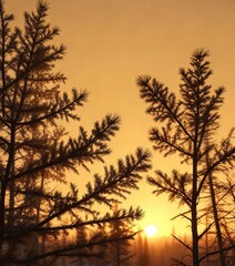 Spruce branches against a vibrant orange-yellow sunset backdrop, spruce branches,