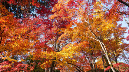 Beautiful Kyoto autumn leaves