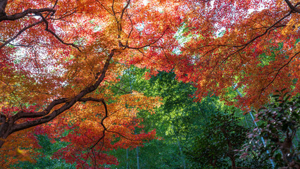 Beautiful Kyoto autumn leaves