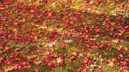 Beautiful Kyoto autumn leaves